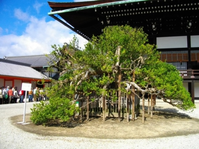 Татибана (Тачибана) - забытое цитрусовое дерево из Японии