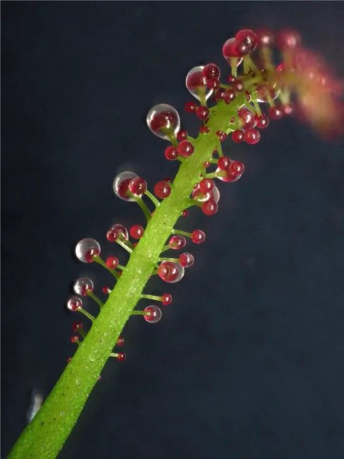 Triphyophyllum peltatum – уникальное растение, обладающее зверским аппетитом