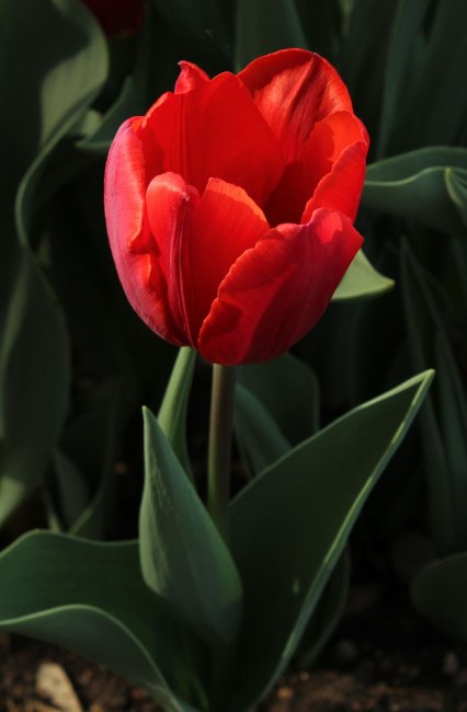 Скука тюльпановая (Tulipanová nuda)