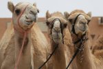 Верблюдов исключили из конкурса красоты за инъекции ботокса