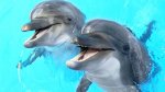 Правда и мифы о дельфинах 