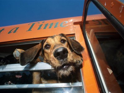 Собака пассажир