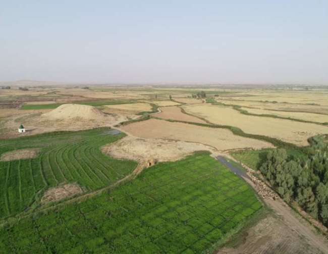 Древние месопотамские открытия меняют представление о раннем земледелии