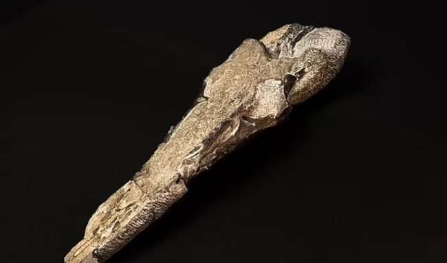 Найдена окаменелость крупнейшего из птерозавров, которые когда-то правили небом