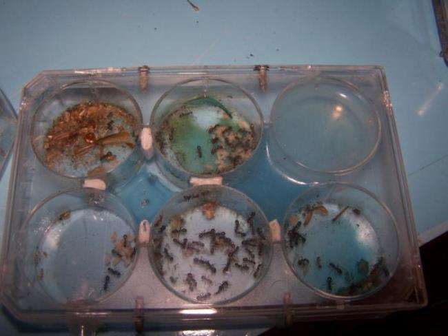 Смогут ли муравьи определять раковые клетки