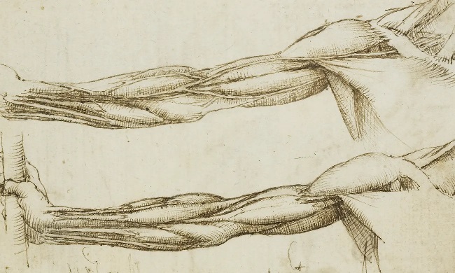 Красота анатомии в исполнении Леонардо да Винчи