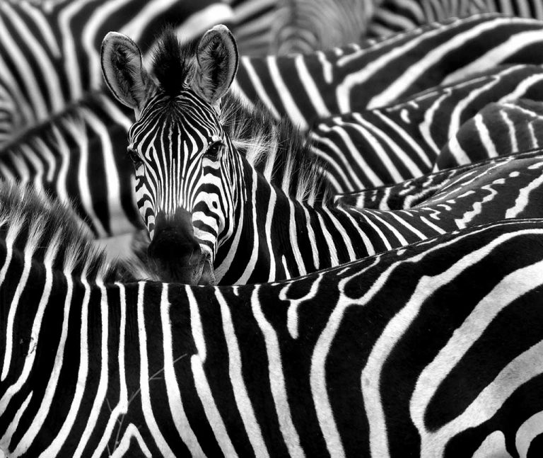 why-are-zebras-striped-768x647.jpg