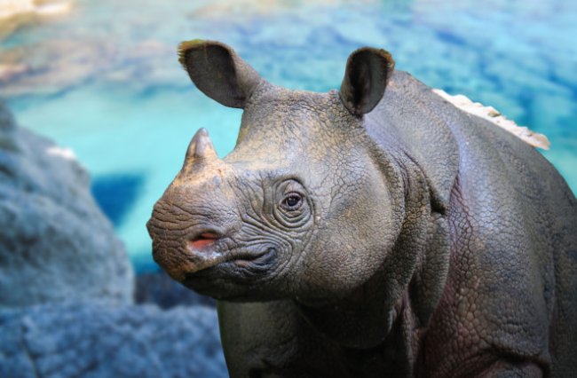 Яванские носороги: гонка за спасение одного из редчайших крупных млекопитающих Земли