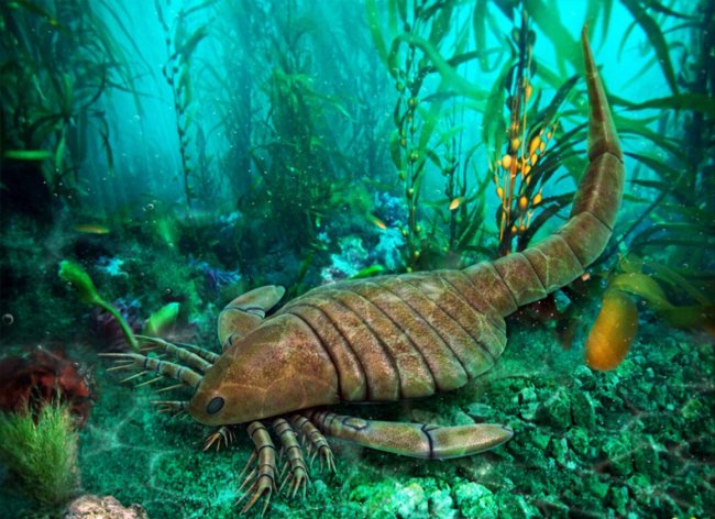 Благодаря изучению окаменелостей был обнаружен огромный морской скорпион 
