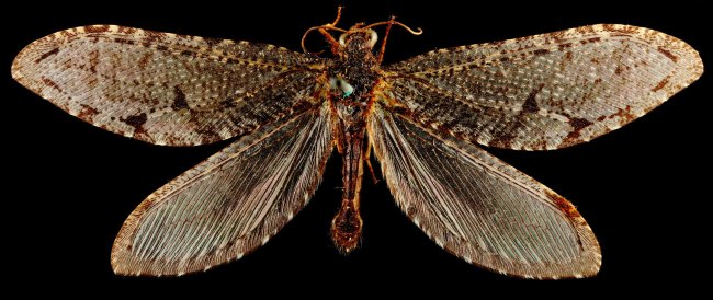 Гигантская златоглазка: редкое насекомое найдено в магазине Walmart в Арканзасе 