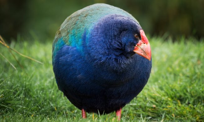 Доисторическая птица, считавшаяся вымершей, возвращается в Новую Зеландию