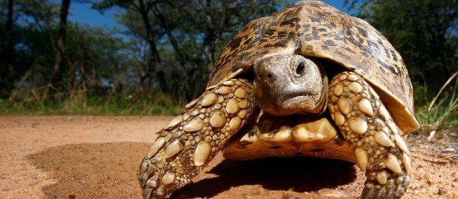 Черепахи могут научить людей медленному старению