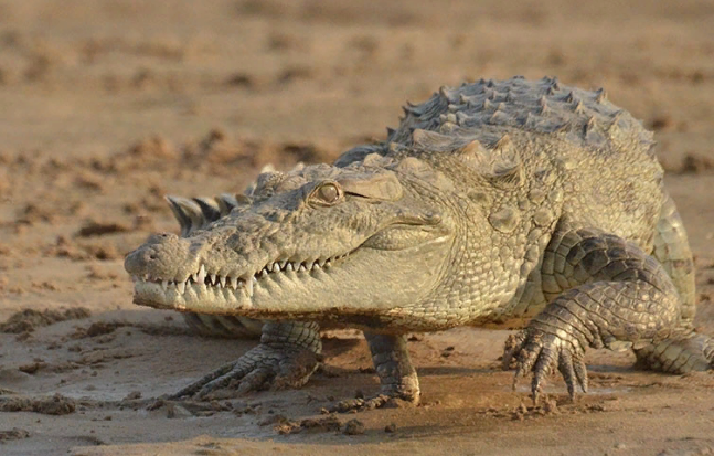 Индийский крокодил-грабитель