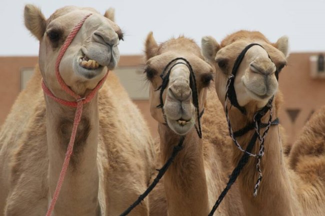 Верблюдов исключили из конкурса красоты за инъекции ботокса