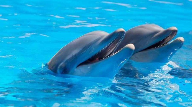 ЦРУ собиралось использовать дельфинов, чтобы топить вражеские корабли 