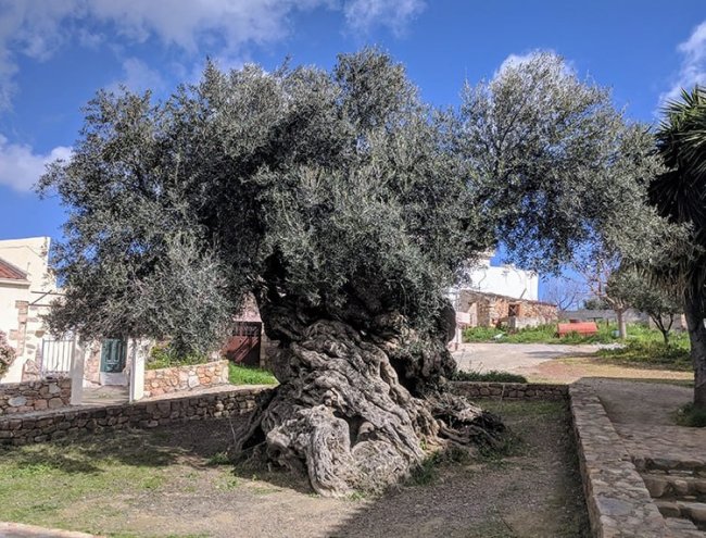 Оливковое дерево возрастом 3000 лет до сих пор даёт плоды