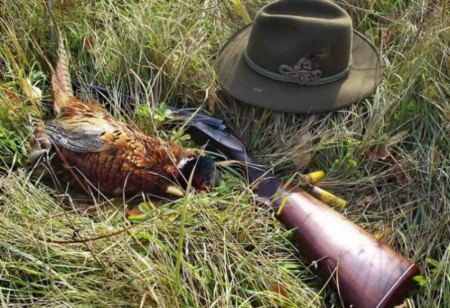Полезные советы по охоте на фазана