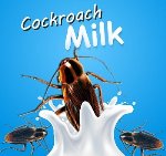 Тараканье молоко - пища будущего