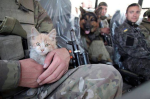 Коты спасители солдат