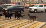 Собаки переходят дорогу по зебре и светофору
