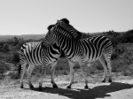Почему не удаётся приручить зебру