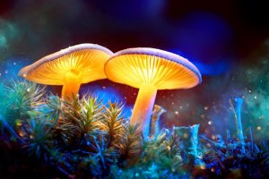 Миром правят грибы