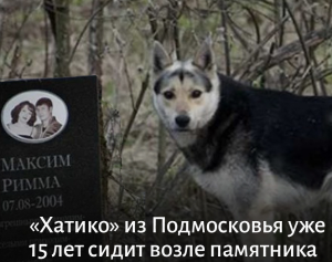 Собака 15 лет подряд сторожит памятник погибшим хозяевам
