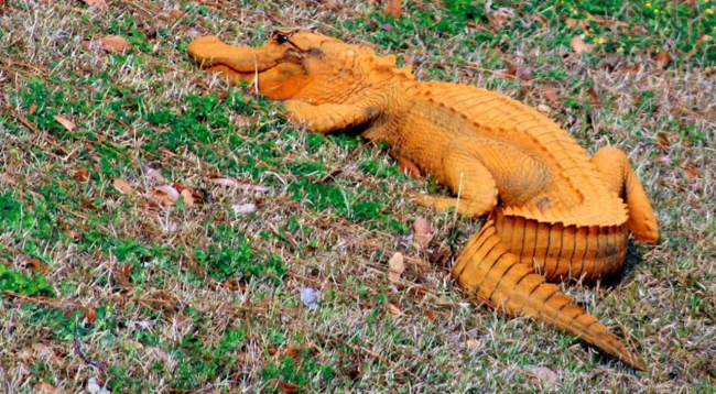 Оранжевые крокодилы