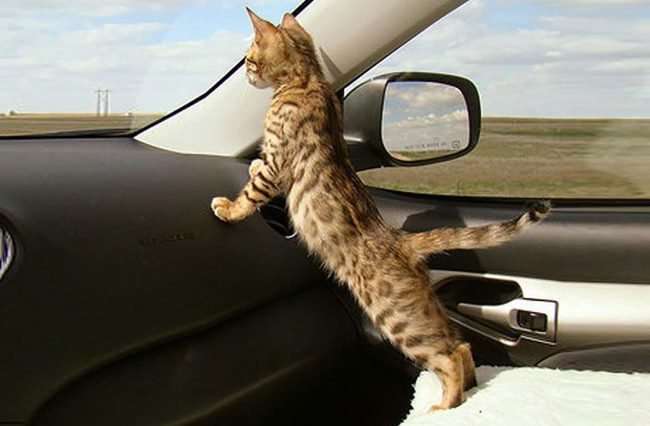 Перевозить кошку в машине