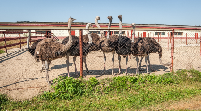 Серпухов, страусиной фермы, ферма, птица, турист, экскурсия, посещают туристы