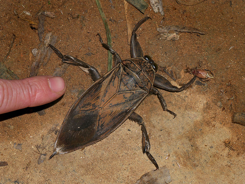 Giant_water_bug_(Belostomatidae),_Vohimana_reserve,_Madagascar_(13569458513).jpg