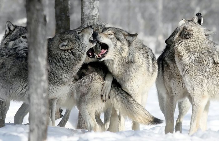 1545217441_2-wolves.jpg