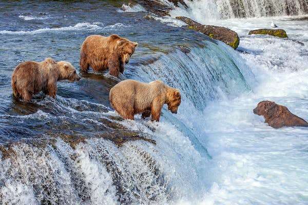 Медведи и лосось