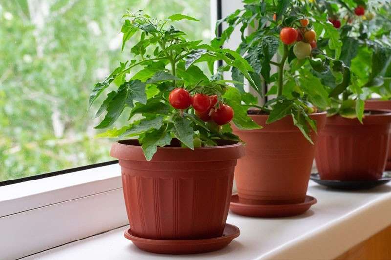 balkonnye-pomidory-pinokkio-2.jpg