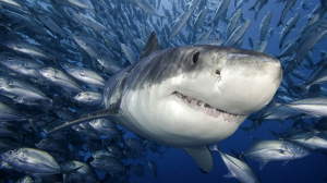 Так ли опасны акулы 