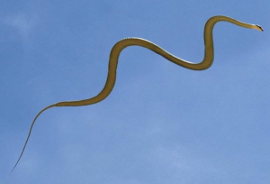 Рожденный ползать - летать может: летающие змеи