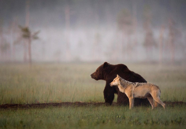 истории о дружбе животных,волк,медведь