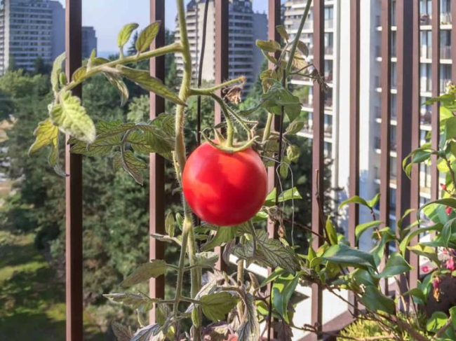 Как вырастить помидоры в горшке на балконе
