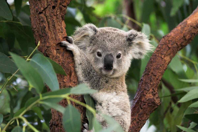 Трогательная коала - кошмар дактилоскописта
