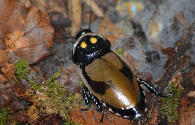 Светящиеся насекомые - биолюминесцентные тараканы