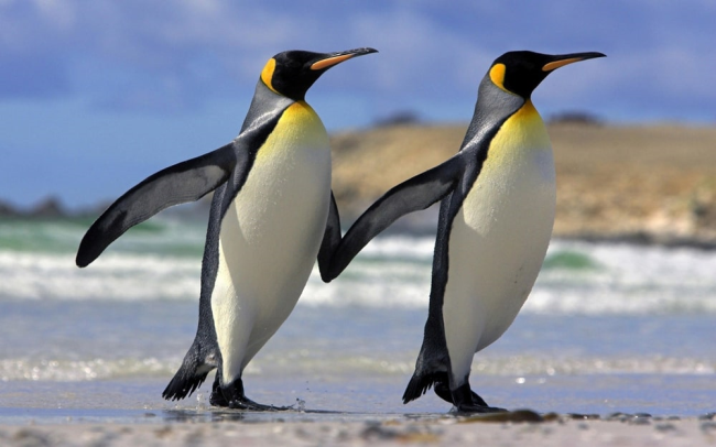 Почему пингвин не летает