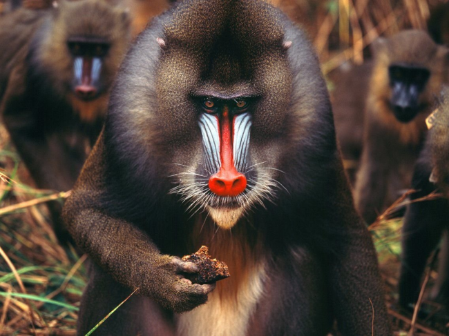 Гигантский бабуин