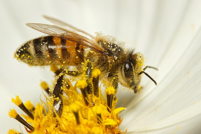 Как размножаются пчёлы