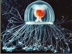 Бессмертная медуза Turritopsis nutrikula