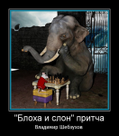 "Блоха и слон"  (Владимир Шебзухов)