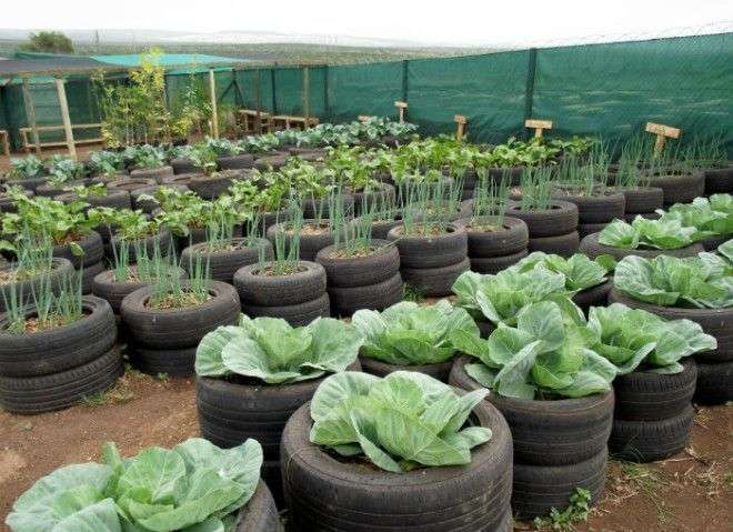 Выращивать или не выращивать овощи в шинах.jpg