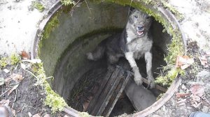 Мудрый пёс