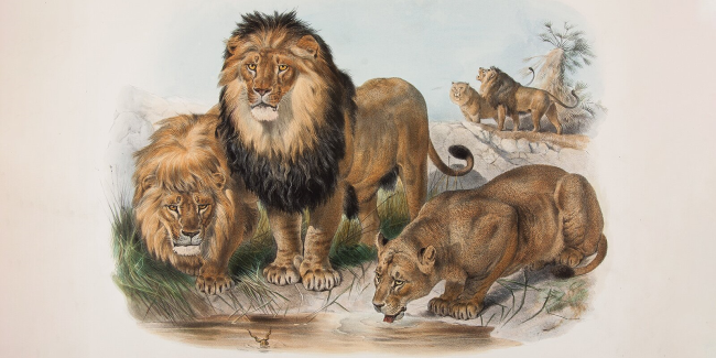 Берберийский лев, львы Атласа, Нубийские львы, спаривались, детёныши