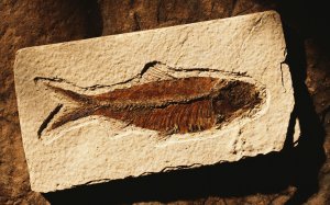 Поиск с лопатой, или как "накопать" древней рыбы