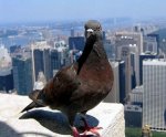 История почтовых голубей